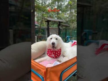 RunRun ルンルン #greatpyrenees #todaysrunrun #グレートピレニーズ #今日のルンルン