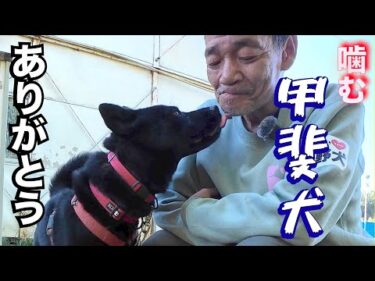 家族親戚を噛んでしまった甲斐犬（三日目）