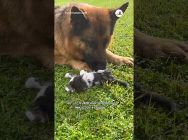 子猫の育児を頑張るシェパード♡｜PECO #犬と猫 #シェパード #子猫 #dogandcat #shepherd #kitten