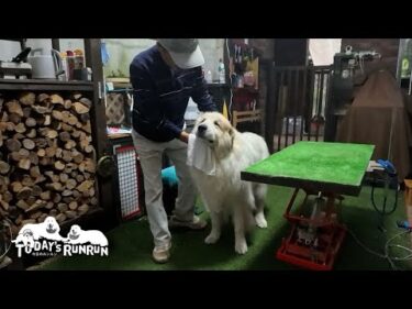 グラつくトリミング台は断固拒否する繊細なアランです　Great Pyrenees　グレートピレニーズ