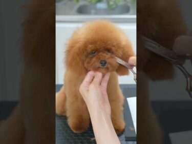 How to Grooming Toy Poodle Girl💗 /トイプードルの女の子らしいスタイル #shorts #doggrooming #asmr