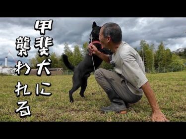 家族親戚を噛んでしまった甲斐犬に畑で襲われた