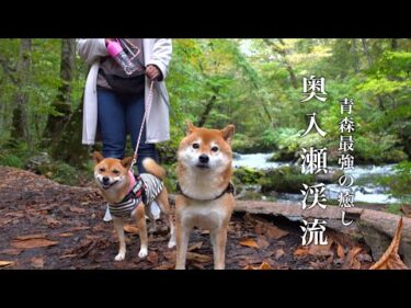 柴犬ハチ、大好きなママと青森最強の癒しスポットへ！帰宅後の反応にも注目です。