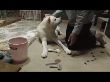 【秋田犬ゆうき】秋の気配も濃くなり換毛期が終盤を迎えたので最後まで残った毛を収穫して貰う【akita dog】