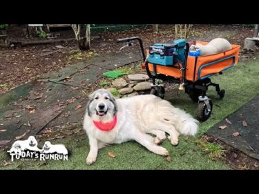 通り道にゴロリと寝転がり道を譲らないベルです　Great Pyrenees　グレートピレニーズ