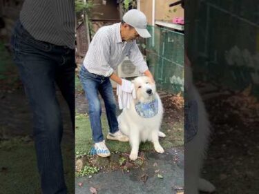 Alain アラン #greatpyrenees #todaysrunrun #グレートピレニーズ #今日のルンルン