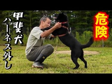 【超危険】家族親戚を噛んでしまった甲斐犬のハーネスを外します