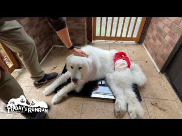 標準体重キープ中のルンルンとアランと少しオーバー気味のベルです　Great Pyrenees　グレートピレニーズ