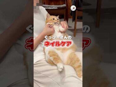 ぐっぴーさんの爪切り｜PECO #茶トラ白 #保護猫 #保護猫のいる暮らし #猫 #猫動画  #redtabbywhite #rescuedcat #cat #catlover