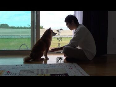 旦那と柴犬が完全に付き合って2ヶ月目のカップルだった。