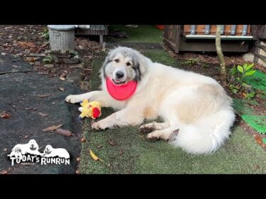 大好きなピカチュウを洗ってもらいとても嬉しかったベルです　Great Pyrenees　グレートピレニーズ