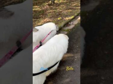 Alain and Belle アランとベル #greatpyrenees #todaysrunrun #グレートピレニーズ #今日のルンルン