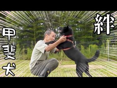 家族親戚を噛んでしまった甲斐犬（迎え入れから１週間の絆）