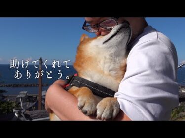 飼い主の異変を察した柴犬の気遣いに涙が溢れました。