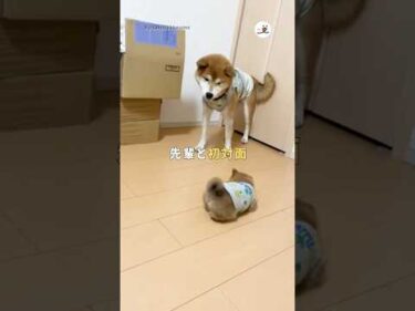 先輩柴と初対面｜PECO #柴犬 #子柴 #子犬 #子犬のいる暮らし #柴犬大好き #shiba #puppy #puppylife #shibainulove #puppylove