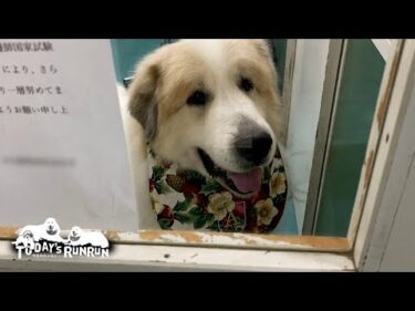 元々綺麗だけど…シャンプーして真っ白になったアランです　Great Pyrenees　グレートピレニーズ