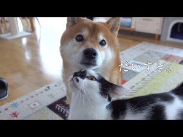 不器用な猫と柴犬の絆が尊すぎて涙腺崩壊しました。