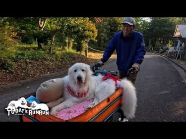 シャンプーして真っ白になって体調もとても良いルンルンです　Great Pyrenees　グレートピレニーズ