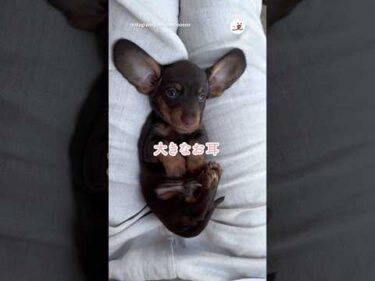 まるでウサギさん🐰｜PECO #ダックスフンド #子犬 #子犬のいる暮らし #愛犬家 #dachshund #puppy #puppylife #puppylove #dog #doglover