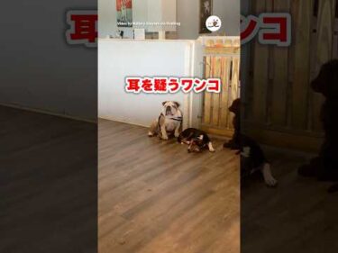 ワンコさん「これ犬の声なのか……」｜PECO #犬の鳴き声 #犬 #愛犬家 #犬のいる暮らし #dogbarking #dog #dogs #doglover #doglife