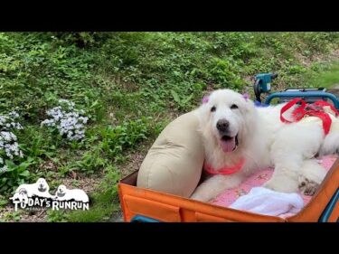 アザミのカンザシでお父さんと秋の野花を楽しんだルンルンです　Great Pyrenees　グレートピレニーズ