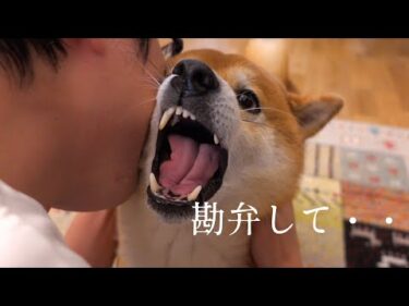 飼い主の重すぎる愛を受ける柴犬ハチ、犬語でこうなりました。。