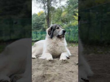 Belle ベル #greatpyrenees #todaysrunrun #グレートピレニーズ #今日のルンルン