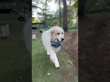 Alain アラン #greatpyrenees #todaysrunrun #グレートピレニーズ #今日のルンルン