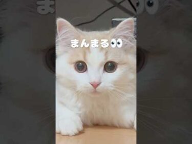 棚の下からニュルっと｜PECO #子猫 #スコティッシュフォールド #愛猫家 #子猫のいる生活 #scottishfold #kitten #kittenlife #catlover