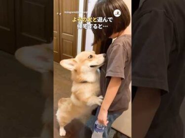 浮気チェックがしつこいコーギー｜PECO#コーギー #犬 #愛犬家 #コーギーのいる暮らし #corgi #dog #doglover #corgilife #corgilove