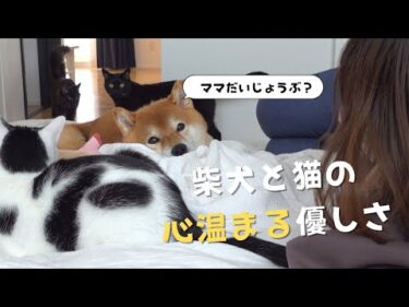 【癒しの瞬間】体調不良のママを気遣う犬と猫/心温まる日常