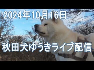 今宵の秋田犬ゆうき　２０２４年１０月１６日