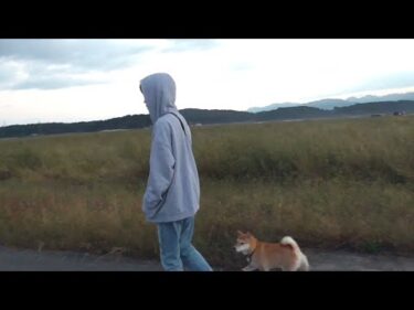 【秋田犬ゆうき】悲報♪思春期真っただ中のお兄ちゃんが顔出しＮＧ宣言をしてしまいました【akita dog】