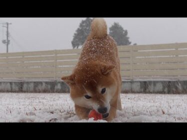 雪だ‥！雪遊びで大はしゃぎする可愛い柴犬がこちら。