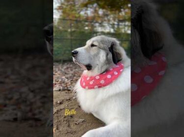 Belle ベル #greatpyrenees #todaysrunrun #グレートピレニーズ #今日のルンルン