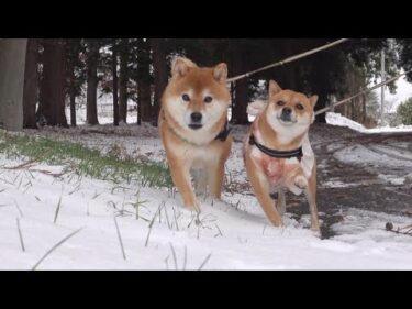 雪で別世界だ！しかし庭に出すと柴犬の様子に異変が‥。