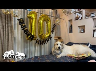 ハッピーバースデイ！10歳になったアランです　Great Pyrenees　グレートピレニーズ