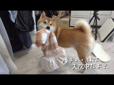 柴犬ハチに妹の入院を告げたら‥涙を誘う展開になりました。。