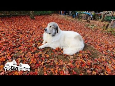 落ち葉が全盛期！カラフルな秋を楽しんでいるルンルンとアランとベルです　Great Pyrenees　グレートピレニーズ