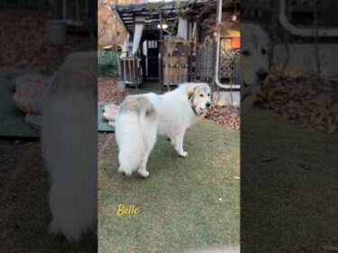 Belle ベル #greatpyrenees #todaysrunrun #グレートピレニーズ #今日のルンルン