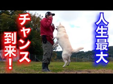 和犬YouTuberチャンス到来かも？