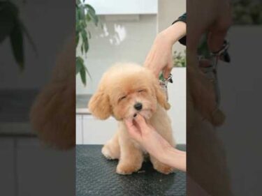 How to Cut the Bichonpoo’s Hair💗 / ビションプーの可愛すぎるカットスタイル #トリミング #asmr #puppy #grooming #dogshorts