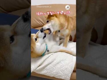 兄への愛が重い妹ワンコ｜PECO #柴犬 #赤柴 #茶柴 #柴犬のいる暮らし #柴犬大好き #shiba #shibainu #shibainulife #shibainulove