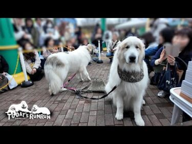 月刊わんこ1周年「わんこFes 2024」に参加したアランとベルです　Great Pyrenees　グレートピレニーズ