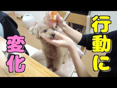 白内障の目薬を点けて1ヶ月 愛犬の行動にある変化が！