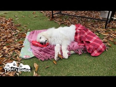 わんこFes留守番組で秋をのんびり楽しんだお父さんとルンルンです　Great Pyrenees　グレートピレニーズ