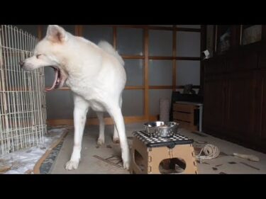 【秋田犬ゆうき】二度寝からの朝食はのらりくらりあくびばかりで最初の一口まで時間が掛かる【akita dog】