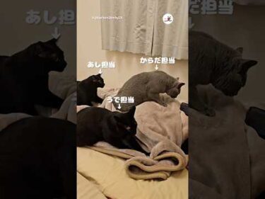 このマッサージはズルい🐱｜PECO #黒猫 #猫 #愛猫家 #猫のいる暮らし #blackcat #cat #catlover #catlife