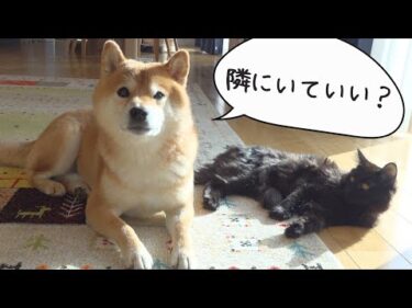 妹の入院で人肌恋しくなった柴犬は子猫とこんな感じになりました。