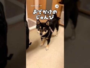 リュックの入り方がこなれている柴さん🦸‍♀️｜PECO #柴犬 #黒柴 #柴犬のいる暮らし #柴犬大好き #shiba #shibainu #shibainulife #shibainulove